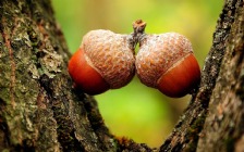 Acorns