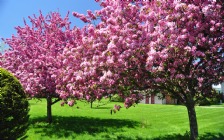 Spring Blooming Trees