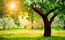 Spring Tree, Dandelions