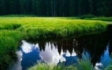 Green Grass, Clouds Reflecting in Water