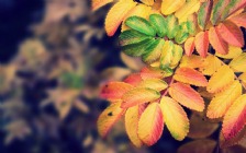 Autumn Leaves