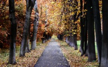 Autumn Trees, Leaves