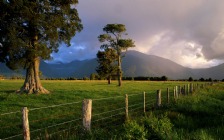 Green Field, Trees