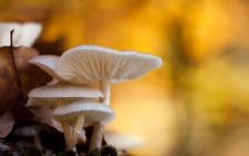 Mushrooms, Macro