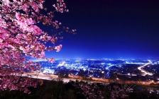 Cherry Blossom