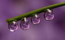 Dew Drops