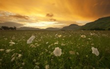 Field, Skyline