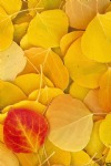 Autumn Leaves