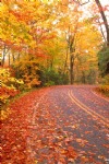 Autumn Road