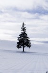 Winter, Snowy Field