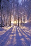 Winter Sunset