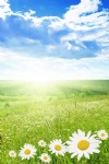 Green Field, Chamomile Flowers, Spring