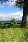 Spring, Green Field, Tree, Bench, Flowers