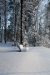 Winter, Snow, Bench