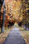 Autumn Trees, Leaves