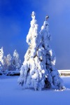 Snow on a Spruce Tree, Winter