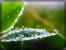 Morning Dew