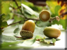 Acorns