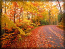 Autumn Road