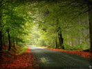 Autumn Road