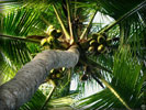 Palm Tree with Coconuts