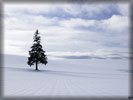 Winter, Snowy Field