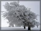 Winter Tree