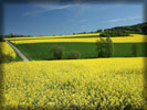 Green Field, Spring