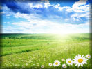 Green Field, Chamomile Flowers, Spring