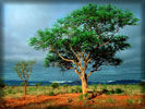 African Landscape, Tree