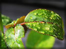 Green Leaves, Dews