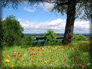 Spring, Green Field, Tree, Bench, Flowers