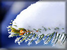 Winter, Snow on a Spruce Branch, Macro