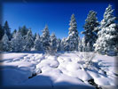 Winter, Snow, Snowy Spruces