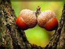 Acorns