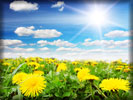 Spring Dandelions, Sun, Sky, Sunshine