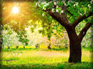 Spring Tree, Dandelions