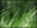 Grass, Macro