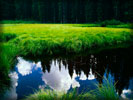 Green Grass, Clouds Reflecting in Water