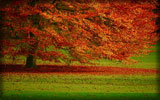 Autumn Tree, Leaves