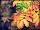 Autumn Leaves