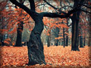 Autumn Trees, Leaves, Park