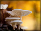 Mushrooms, Macro