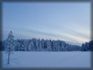 Winter, Snow, Trees