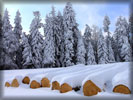 Winter, Snow, Trees, Cut Timber