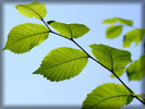 Green Leaves on a Branch