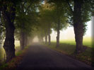 Road between Fields, Trees