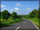 Road, Trees