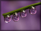 Dew Drops