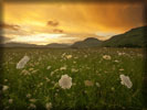 Field, Skyline